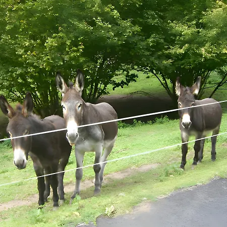 Des 3 Anes Appartement