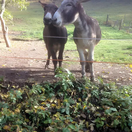 Des 3 Anes Appartement