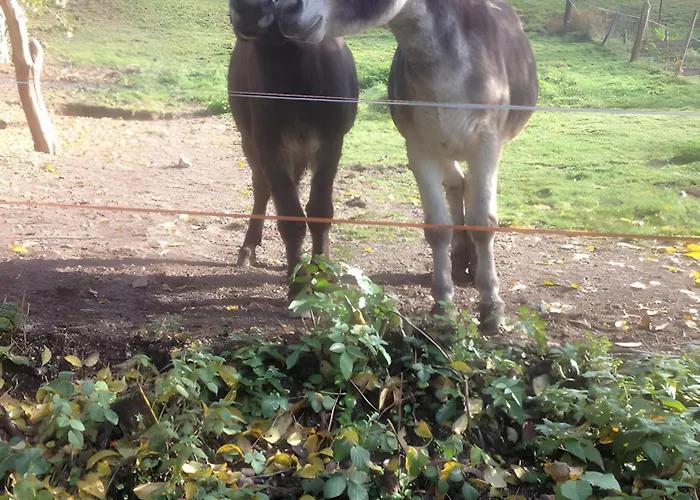Des 3 Anes Appartement
